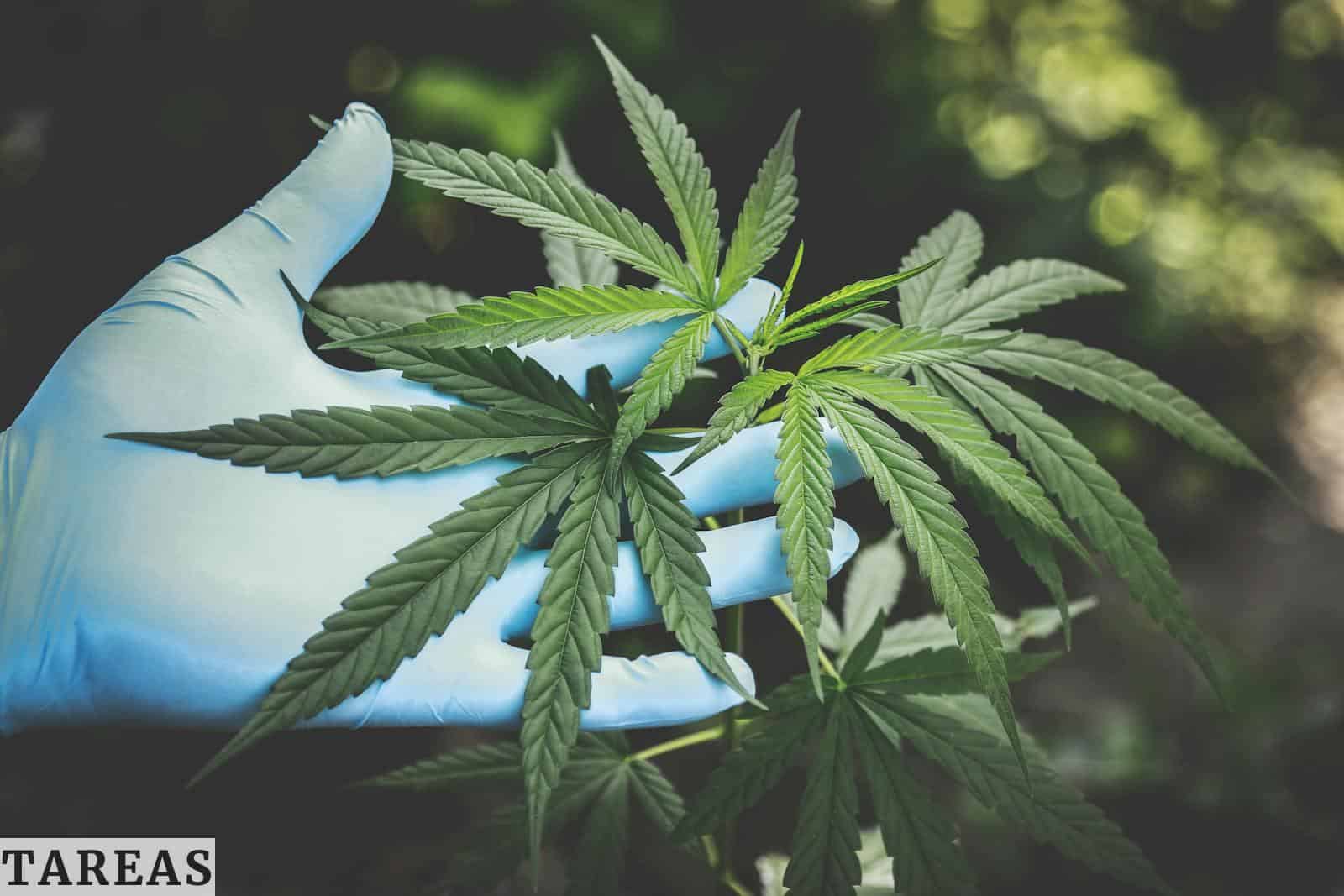 Mejores tiendas de CBD en Portugal